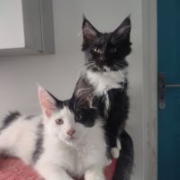 4 chatons maine coon noir et blanc loof #2