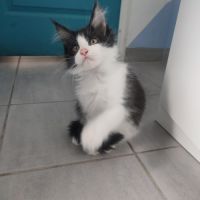 4 chatons maine coon noir et blanc loof #4