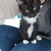 4 chatons maine coon noir et blanc loof #5