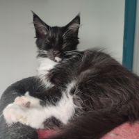 4 chatons maine coon noir et blanc loof #6