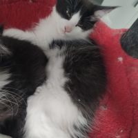 4 chatons maine coon noir et blanc loof #7