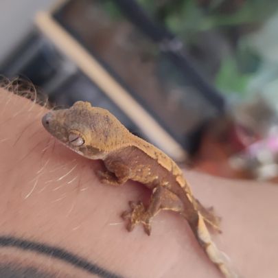 Bébé gecko à crête #2