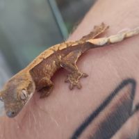 Bébé gecko à crête #1