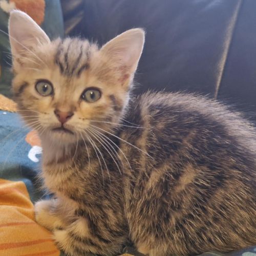 Loki, petit chaton tigré à tête rousse #2