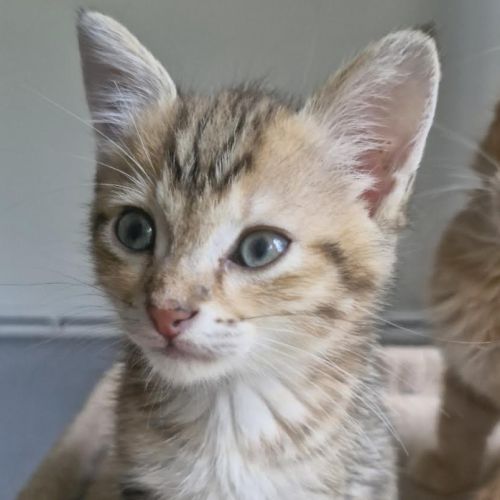Loki, petit chaton tigré à tête rousse #3