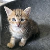 Loki, petit chaton tigré à tête rousse