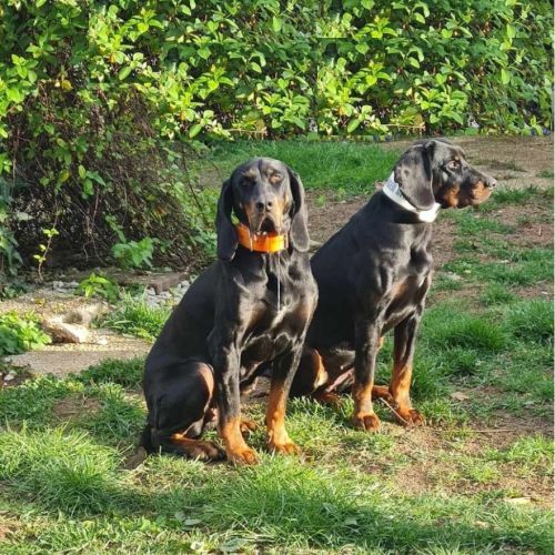 1 chiot disponible chien courant polonais #1