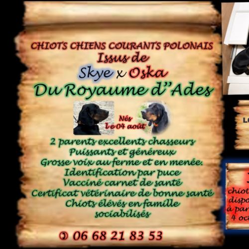 1 chiot disponible chien courant polonais #0