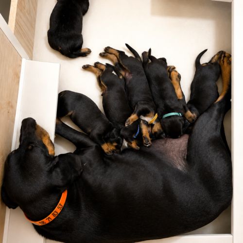 1 chiot disponible chien courant polonais #6