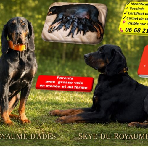 1 chiot disponible chien courant polonais #9