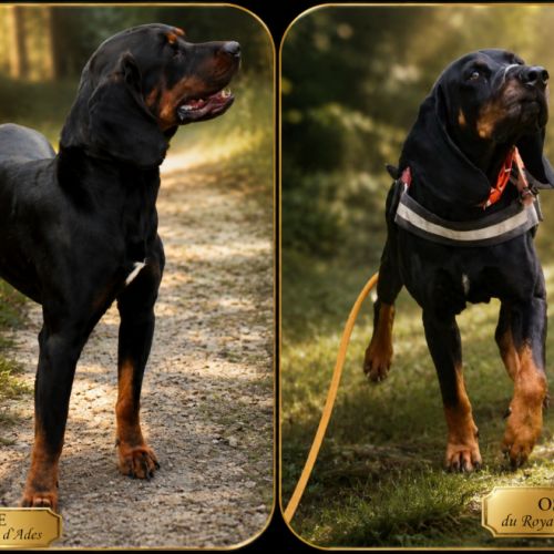 1 chiot disponible chien courant polonais #10