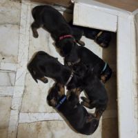 1 chiot disponible chien courant polonais #7