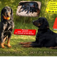 1 chiot disponible chien courant polonais #9