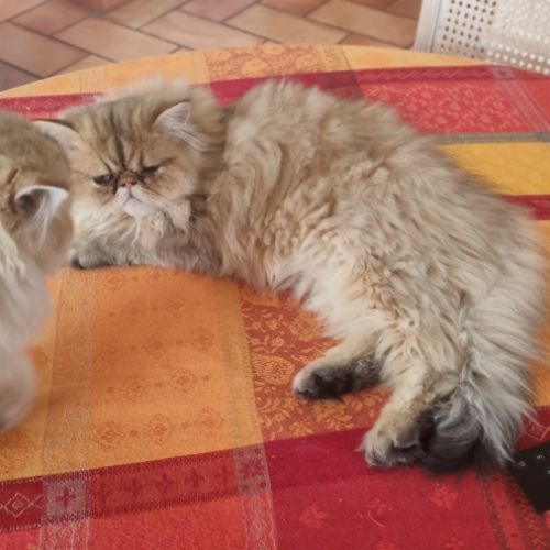 Chatons persan #4