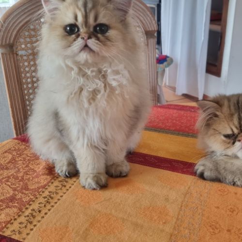 Chatons persan #5
