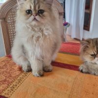 Chatons persan #5
