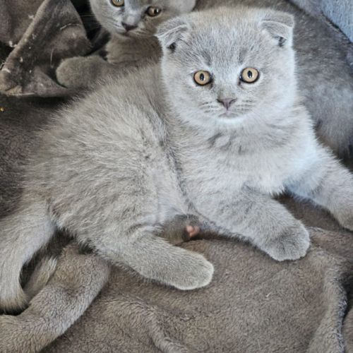 Chaton type scottish fold #1