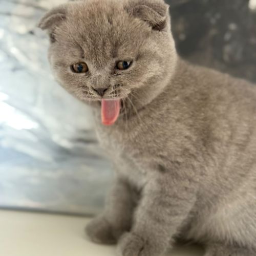 Chaton type scottish fold #2