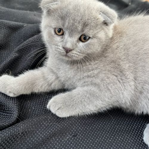 Chaton type scottish fold #3