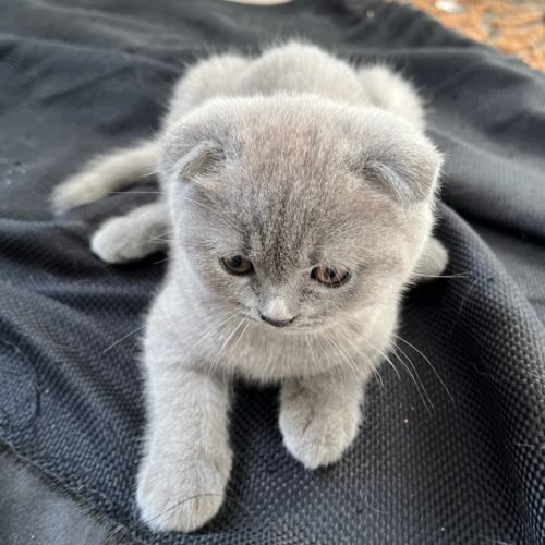Chaton type scottish fold