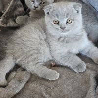 Chaton type scottish fold #1