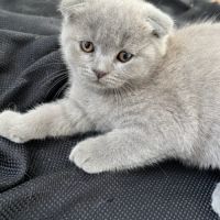 Chaton type scottish fold #3