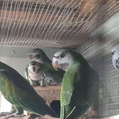 Oiseau derby