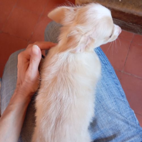 Adorable chiot chihuahua poil long #1
