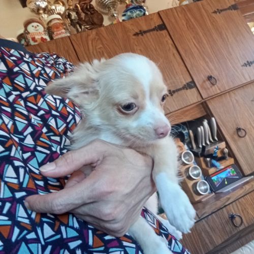 Adorable chiot chihuahua poil long #2