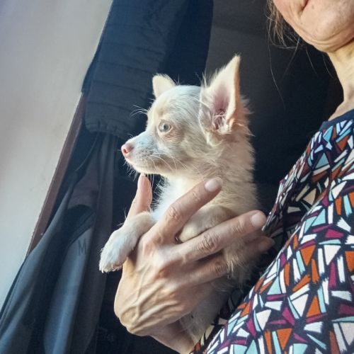 Adorable chiot chihuahua poil long