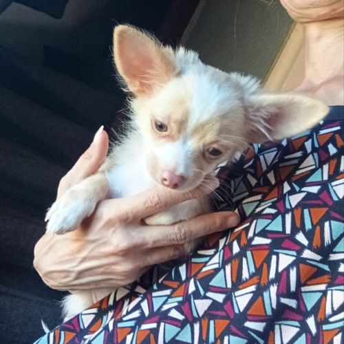 Adorable chiot chihuahua poil long #5