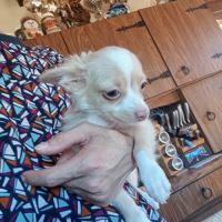 Adorable chiot chihuahua poil long #2