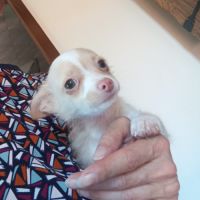 Adorable chiot chihuahua poil long #4