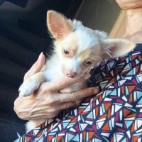 Adorable chiot chihuahua poil long #5
