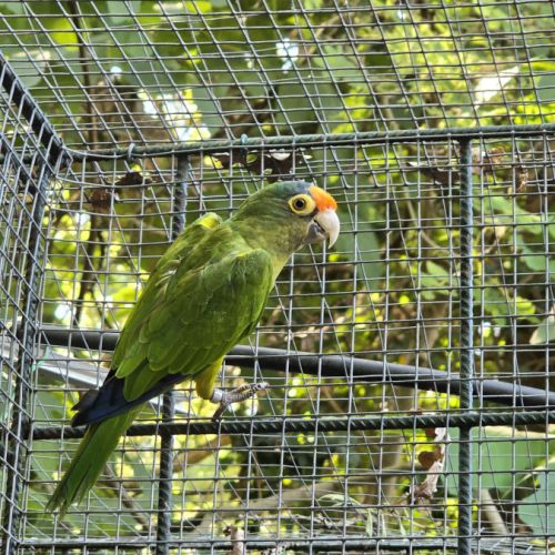 Lot conures de petz #2
