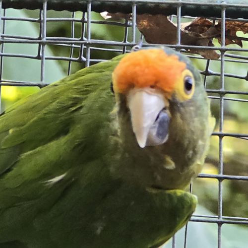 Lot conures de petz