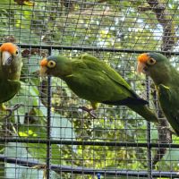 Lot conures de petz #1