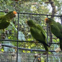 Lot conures de petz #3