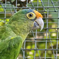 Lot conures de petz #4