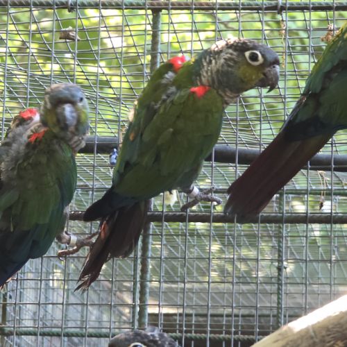 Conures perlata #1
