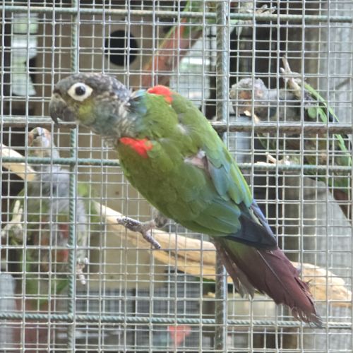 Conures perlata #2