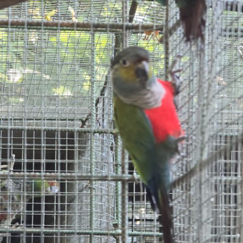 Conures perlata #3