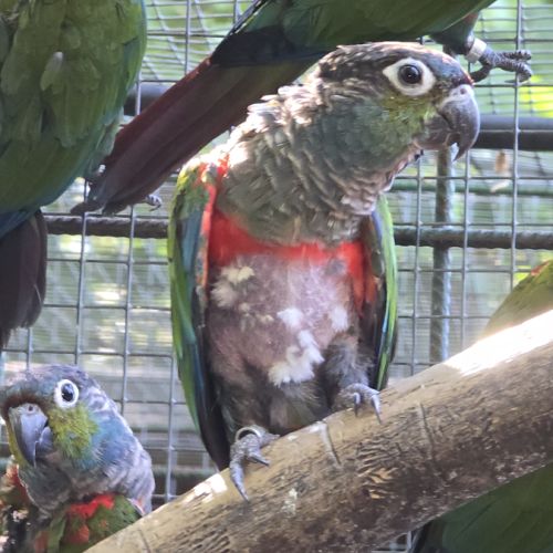 Conures perlata #4