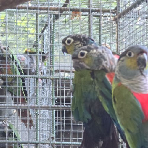 Conures perlata #7