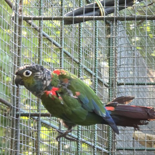 Conures perlata #8