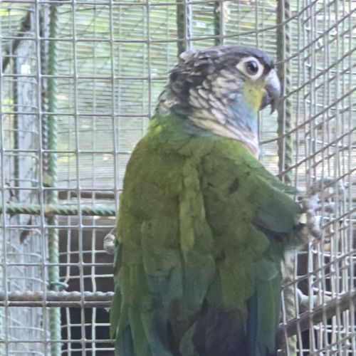 Conures perlata