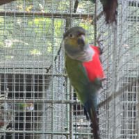 Conures perlata #3