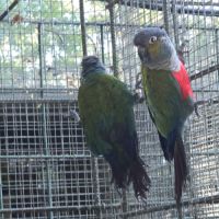 Conures perlata #5