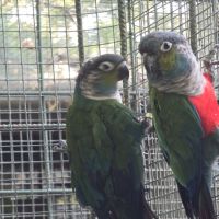 Conures perlata #6