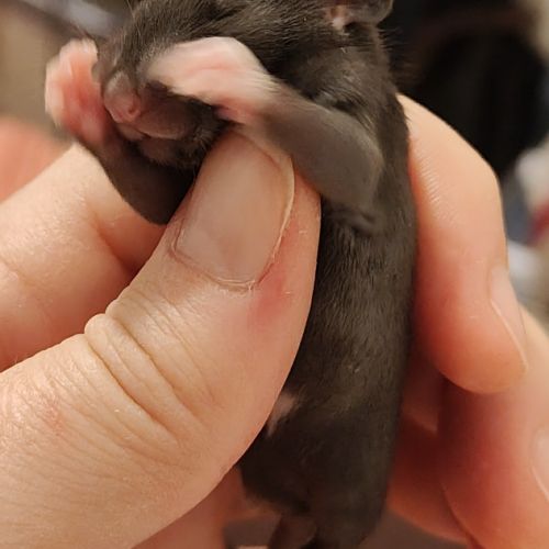 Bébés rats à réserver #3